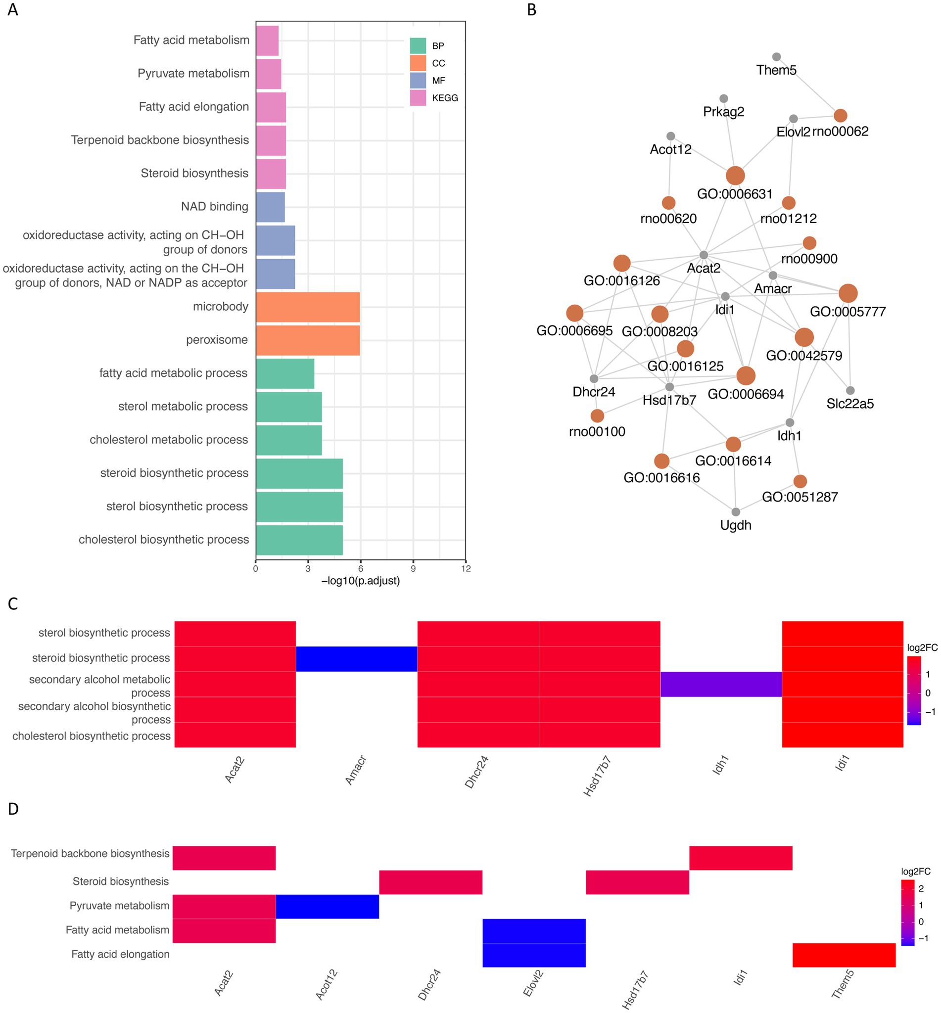 A composite image with four analysis panels. Panel A is a bar chart showing pathways with varying significance levels, color-coded by category (BP, CC, MF, KEGG). Panel B is a network diagram highlighting interactions between genes and pathways. Panels C and D are heat maps showing gene expression levels in different metabolic processes, color-coded by log2 fold change from blue to red.