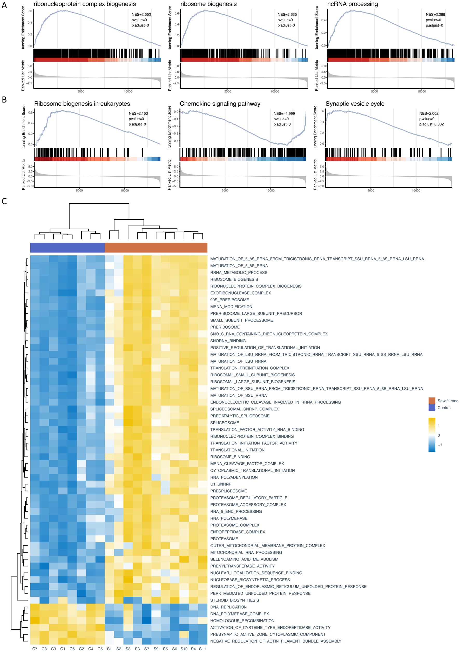 Gene set enrichment analysis results are shown in panels A and B with graphs illustrating enrichment scores for ribonucleoprotein complex biogenesis, ribosome biogenesis, ncRNA processing, chemokine signaling pathway, and synaptic vesicle cycle. Panel C presents a heatmap displaying hierarchical clustering of gene expression data across different conditions, with colors indicating the levels of gene expression (blue to yellow).