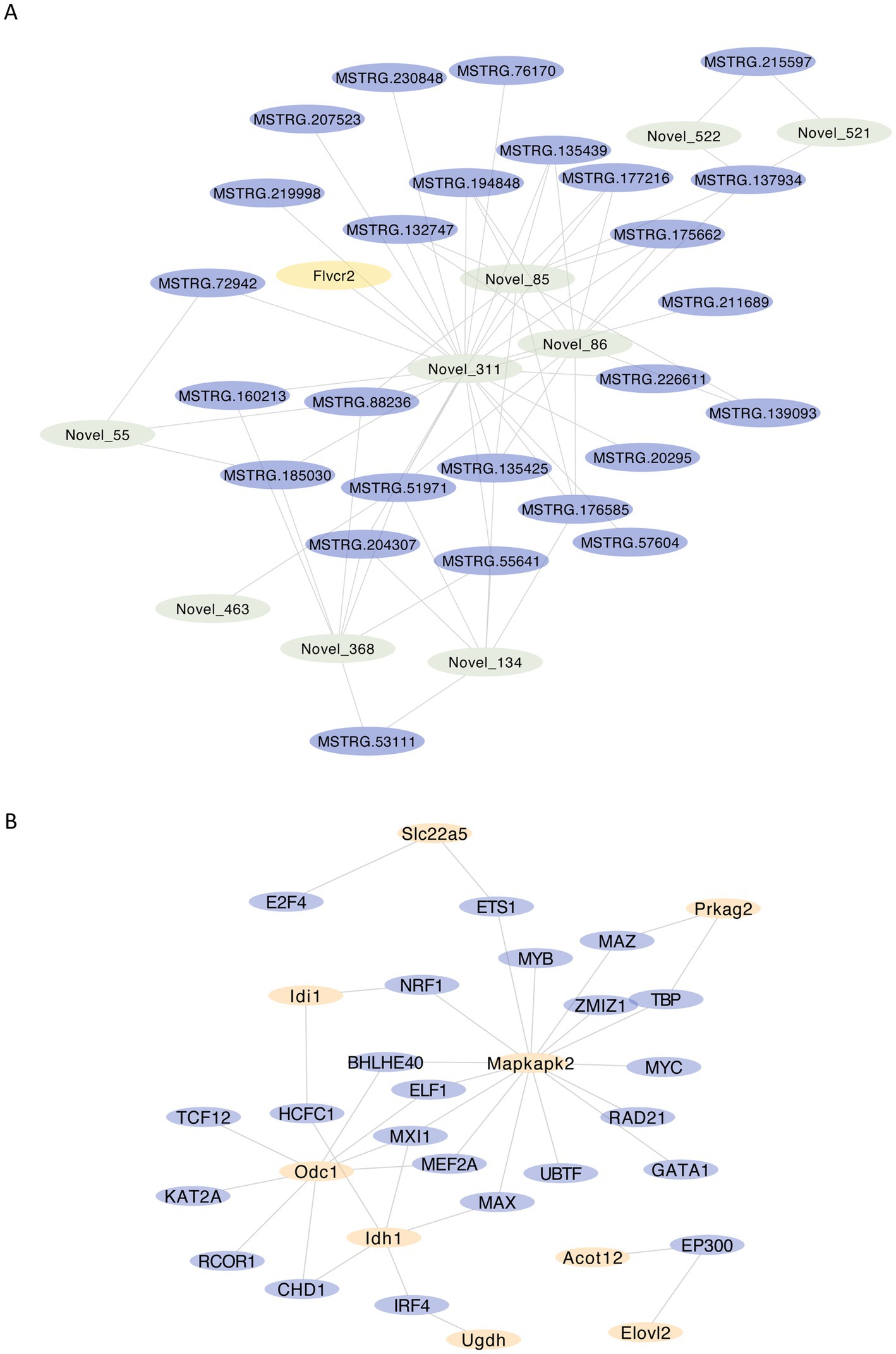 Diagram showing two gene networks labeled A and B. In section A, Flvcr2 is a central yellow node connected to various blue and green nodes, with labels such as MSTRG.230848 and Novel_85. Section B highlights Slc22a5 and Mapkapk2 as central nodes, with connections to other nodes like E2F4, ETS1, Prkag2, and Odc1. Nodes vary in color, indicating different groupings or functions.