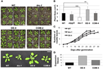 Frontiers | AtPGL3 is an Arabidopsis BURP domain protein that is ...