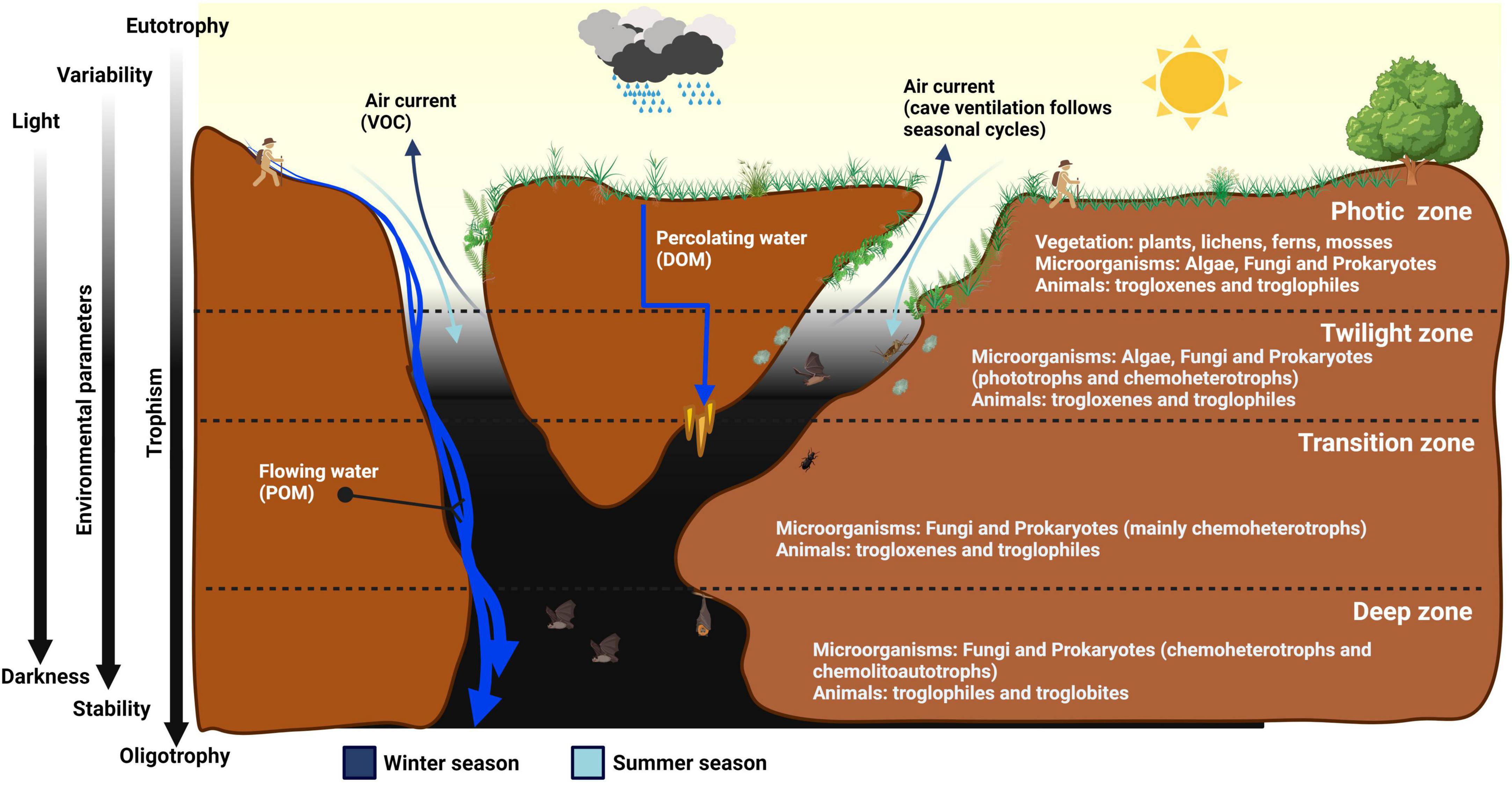 Frontiers  The geomicrobiology of limestone, sulfuric acid speleogenetic,  and volcanic caves: basic concepts and future perspectives