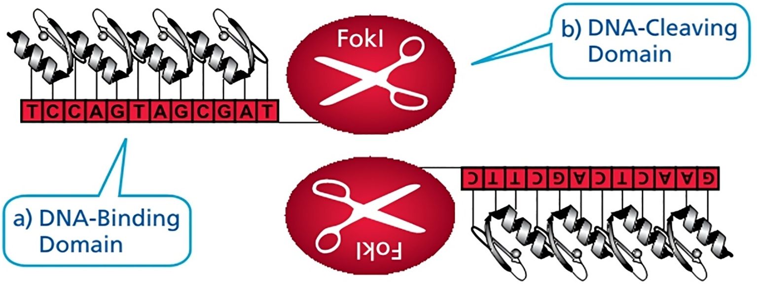 www.frontiersin.org
