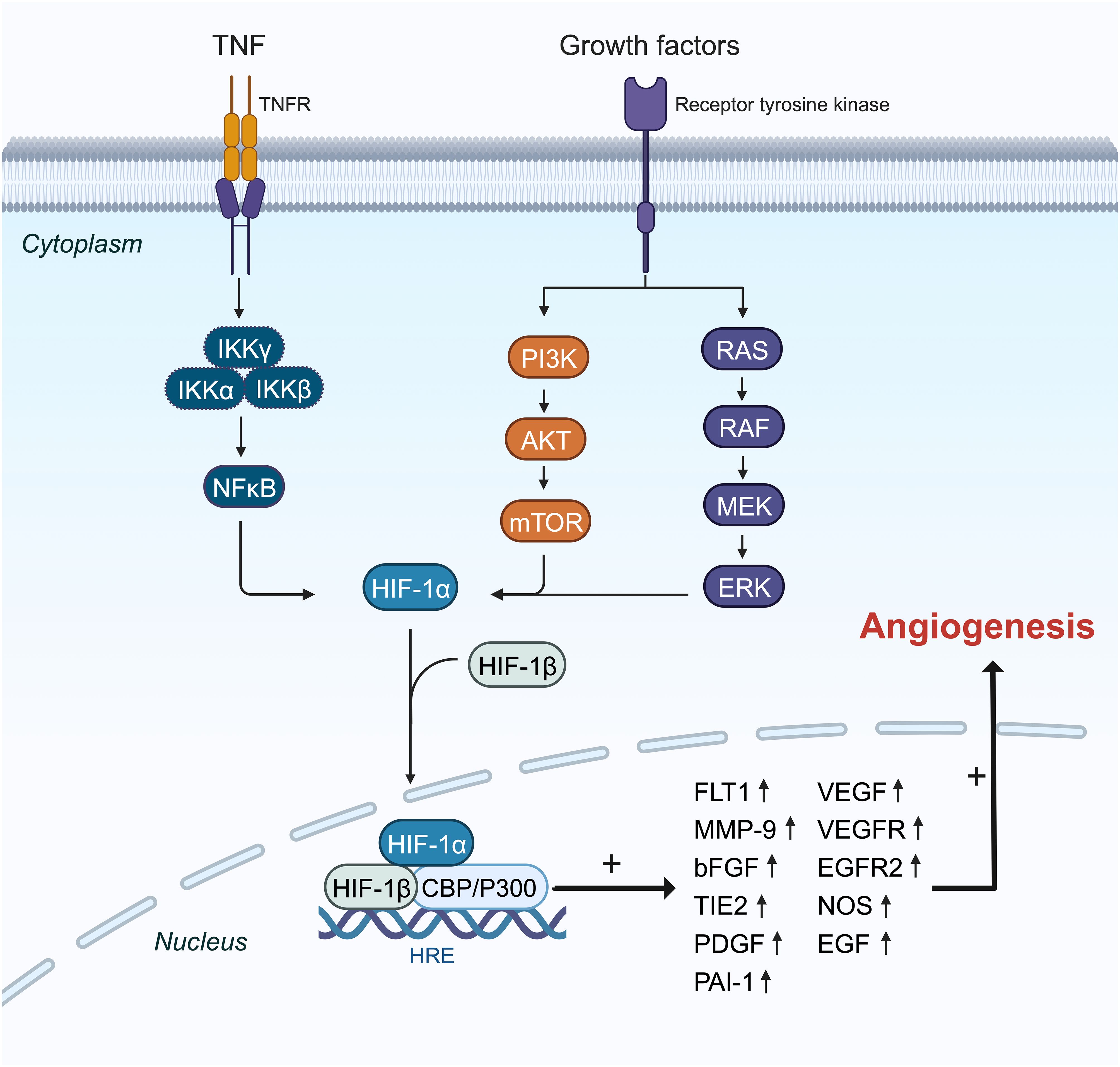 Frontiers | Hypoxia-inducible factor in breast cancer: role and target ...