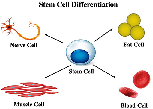 Diagram showing stem cell differentiation into four cell types: nerve cell, fat cell, muscle cell, and blood cell. Arrows connect a central stem cell to each type, illustrating potential differentiation pathways.