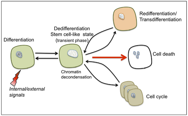 Frontiers The Stem Cell State In Plant Development And In