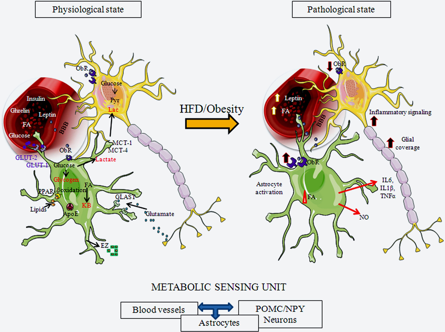 structure branch glucose Cells Body and in Neuronal of Weight Role Non Frontiers structure branch glucose Cells Body and in Neuronal of Weight Role Non Frontiers
