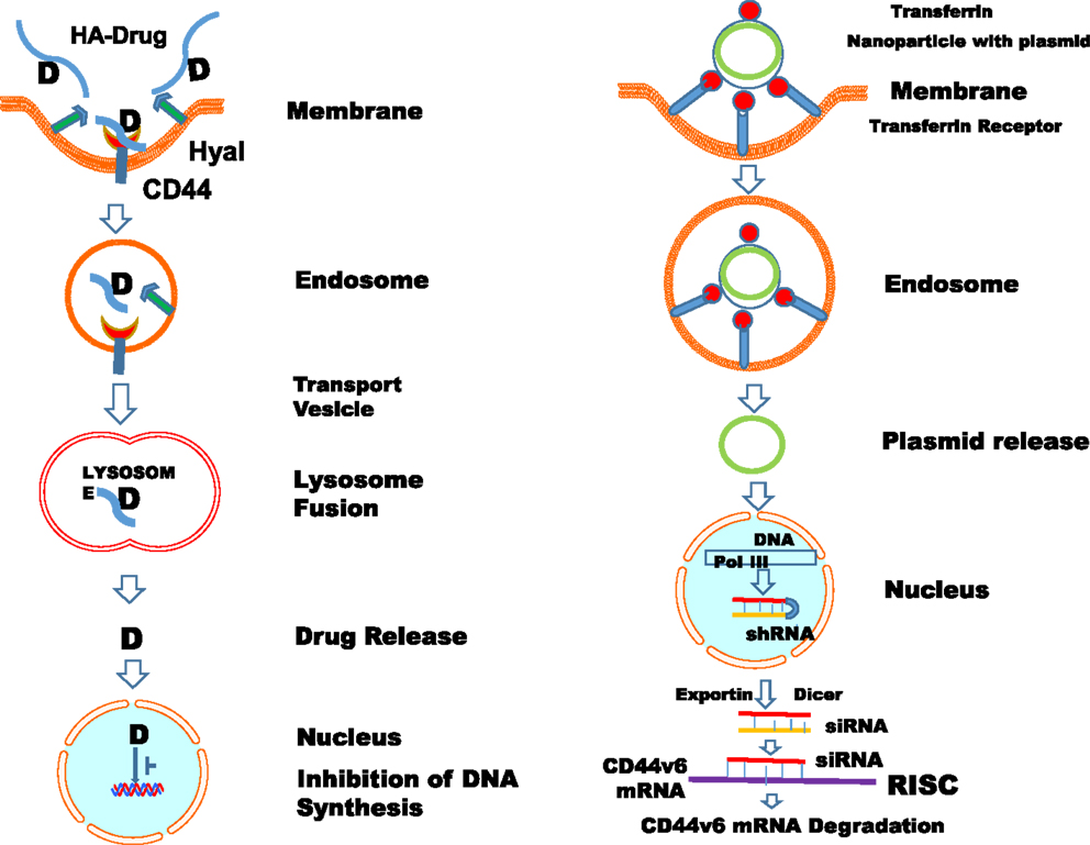 Frontiers | Interactions between Hyaluronan and Its Receptors (CD44 ...