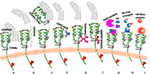 www.frontiersin.org