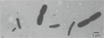 www.frontiersin.org
