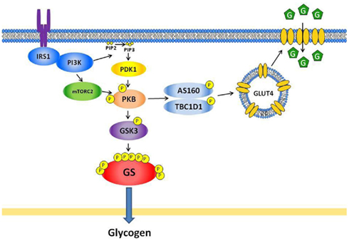 Role of nitration in control of phosphorylase and glycogenolysis in mouse  skeletal muscle