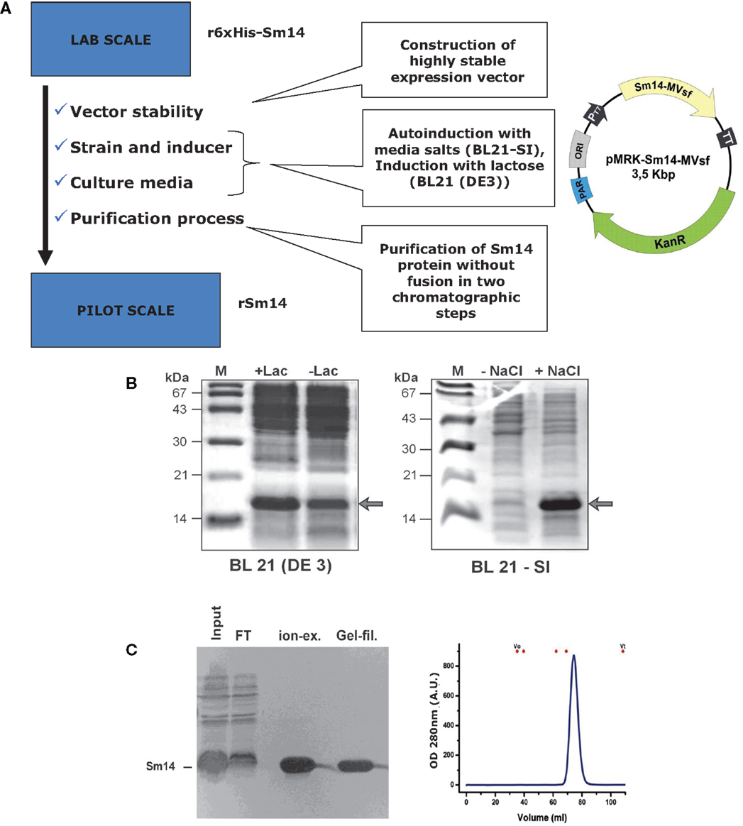 schistosomiasis vaccine development familial cancer tumour suppressor genes