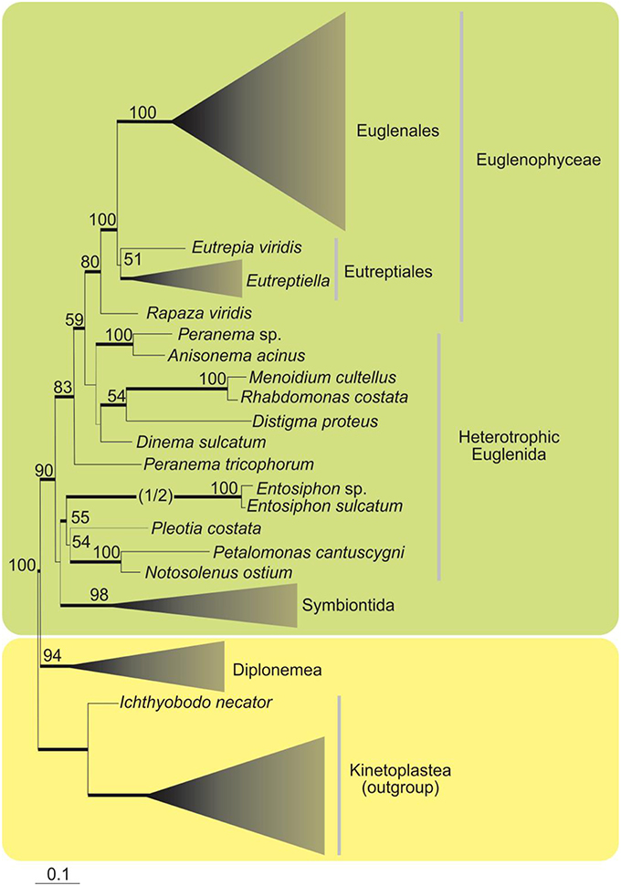 Euglena Classification Chart