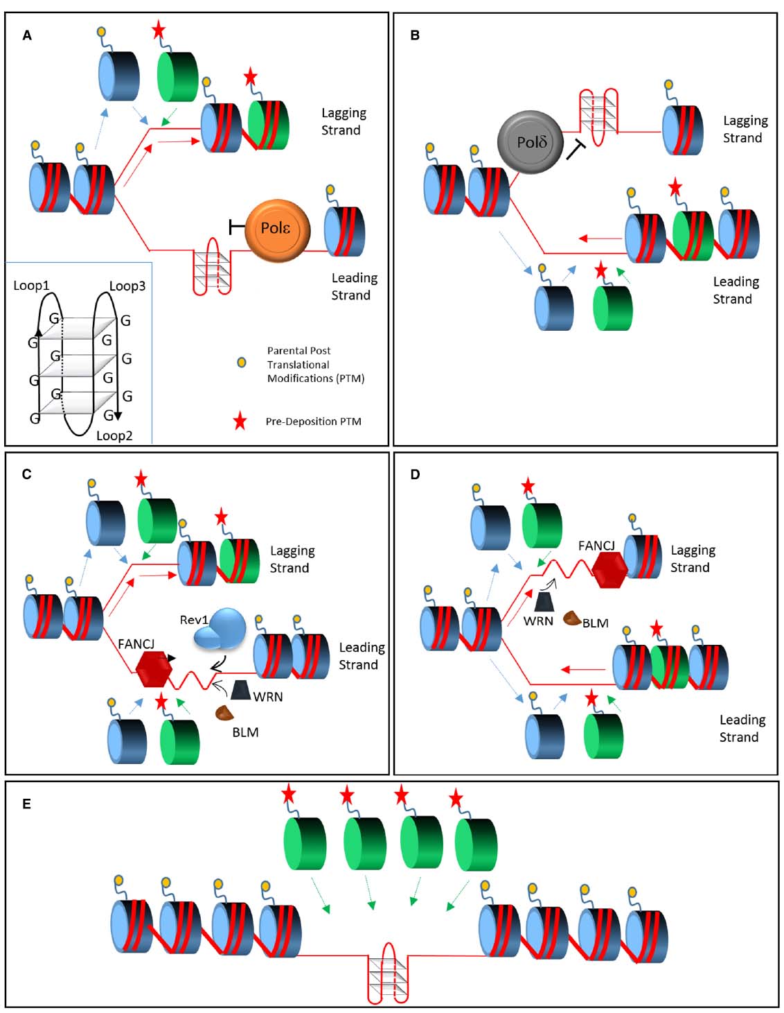 Replication of Structured DNA and its implication in ... Biology Diagrams