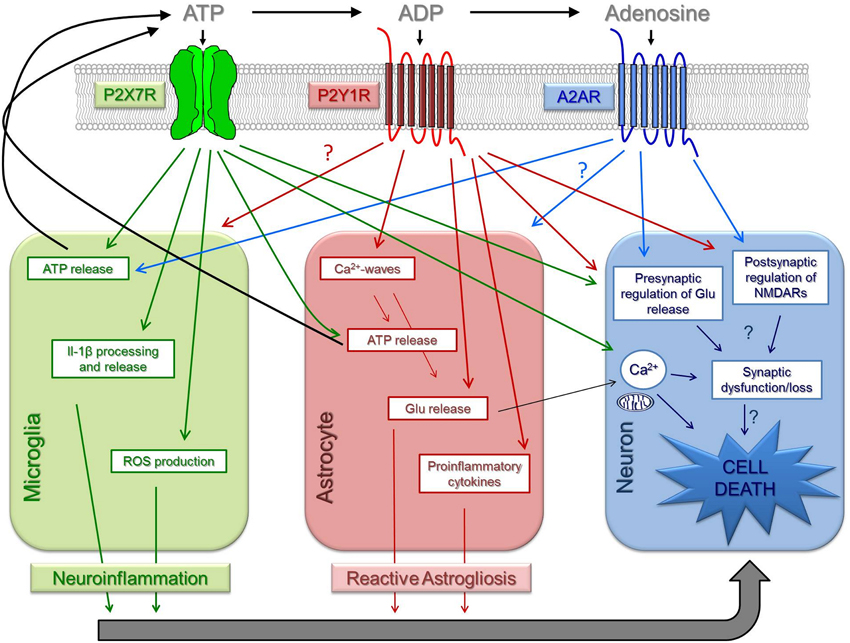 Frontiers ATP as a multi target danger signal in the brain Neuroscience