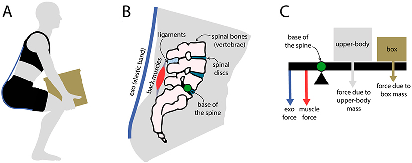 Figure 2 - (A) A schematic of a person with an elastic back exo lifting a box.