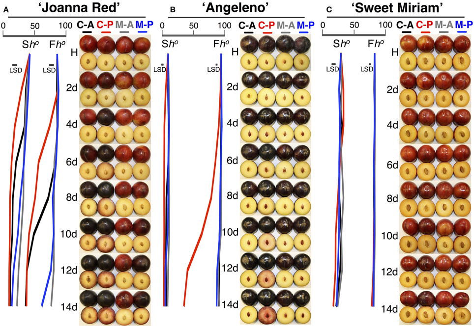 Plum Ripening Chart