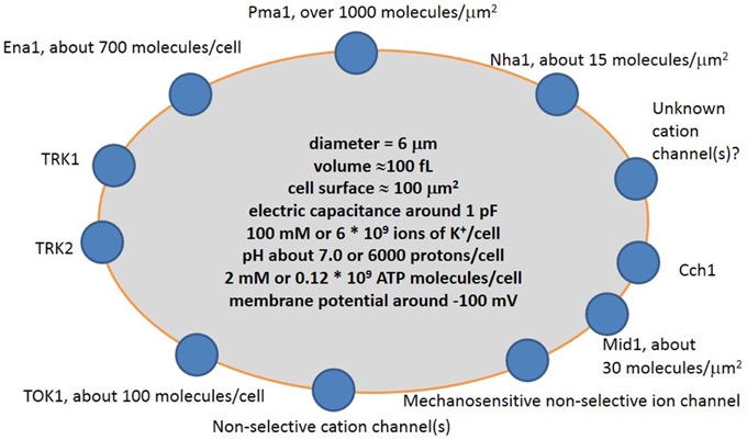 Frontiers | description of ion transport via plasma of yeast and small cells | Plant Science