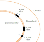 www.frontiersin.org