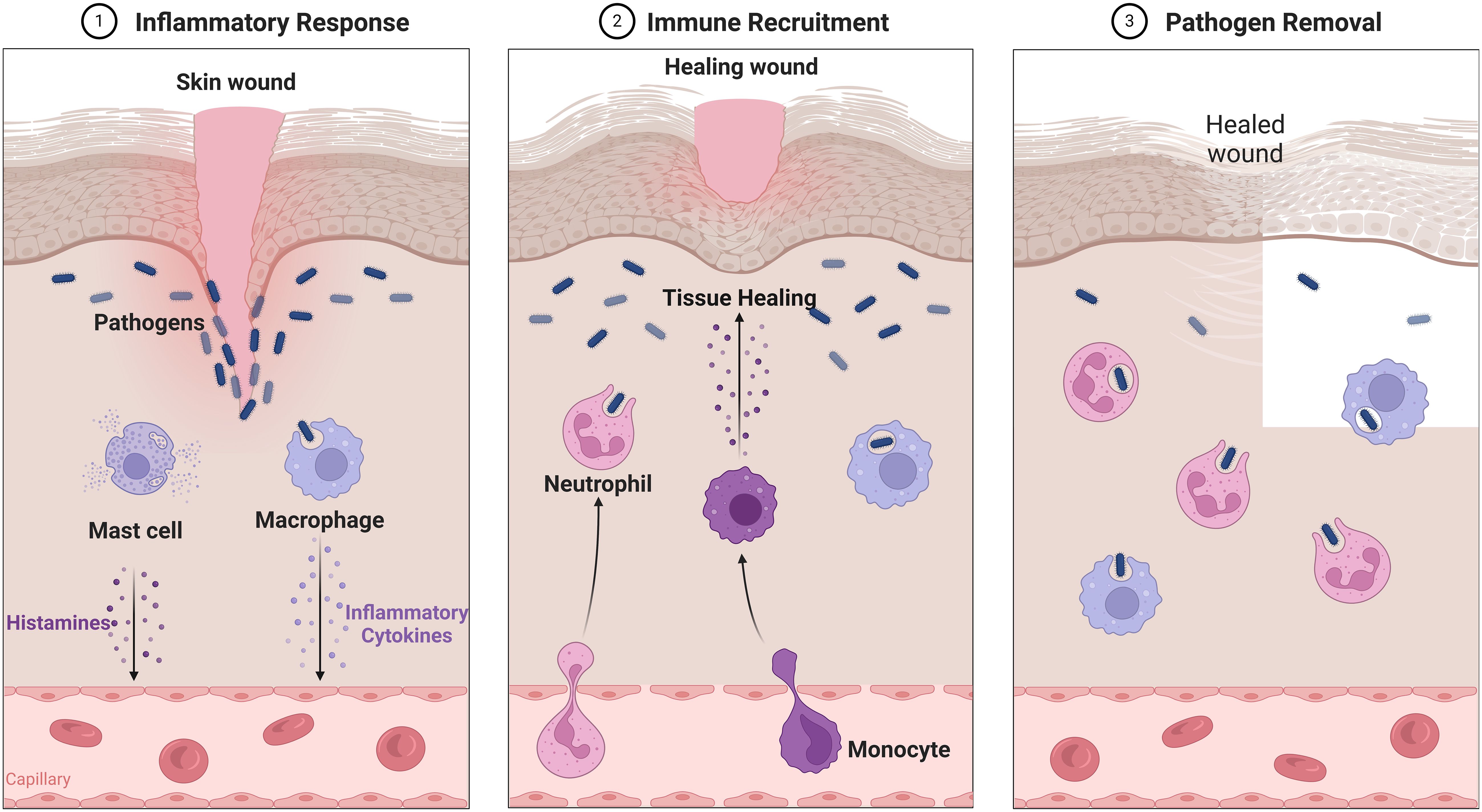 sanguinarie powder ,Recent advances in molecular mechanisms of skin wound healing  and its treatments sanguinarie powder ,Recent advances in molecular mechanisms of skin wound healing  and its treatments