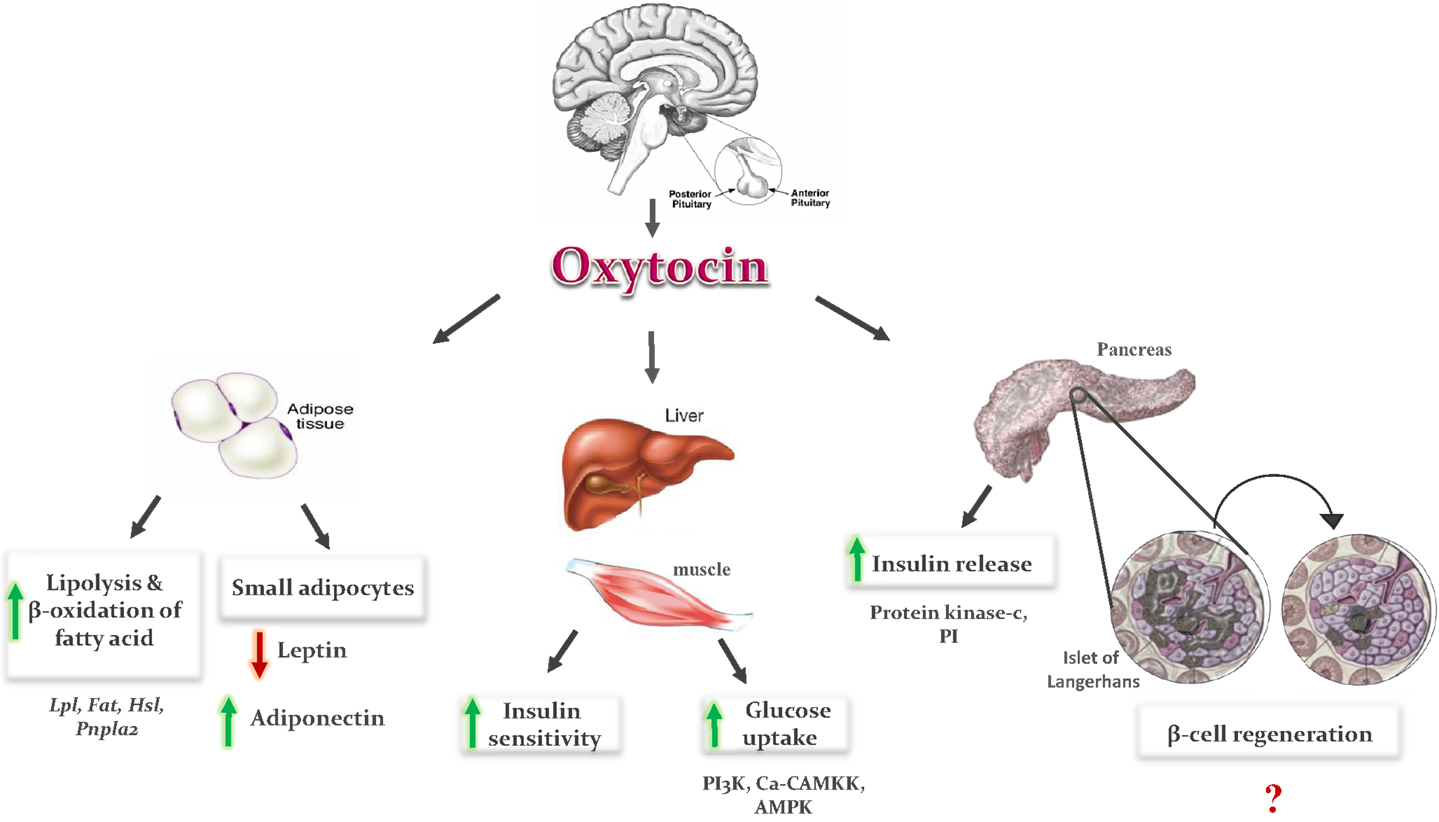 two birds with one stone possible dual-role of oxytocin