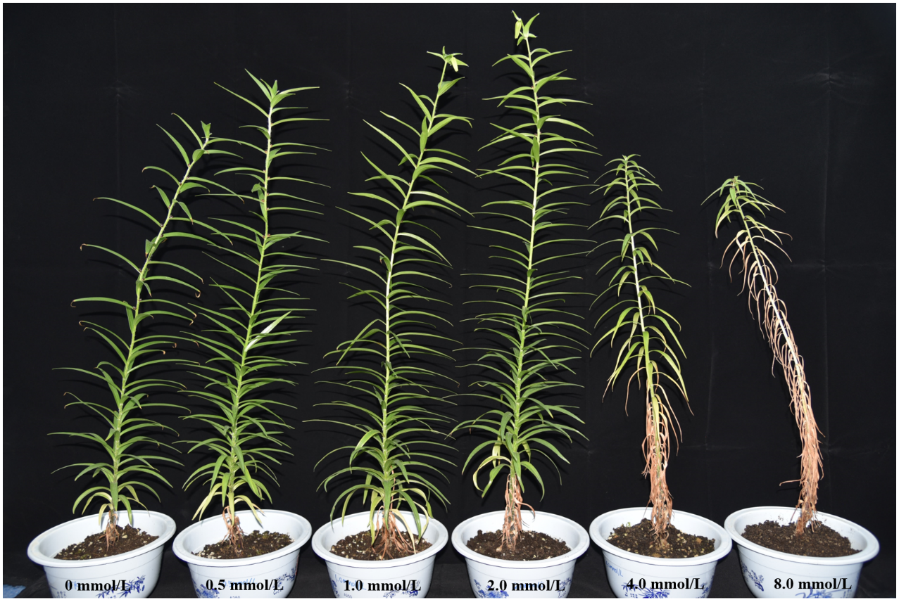 Phenotype of L. lancifolium under different Se treatments.