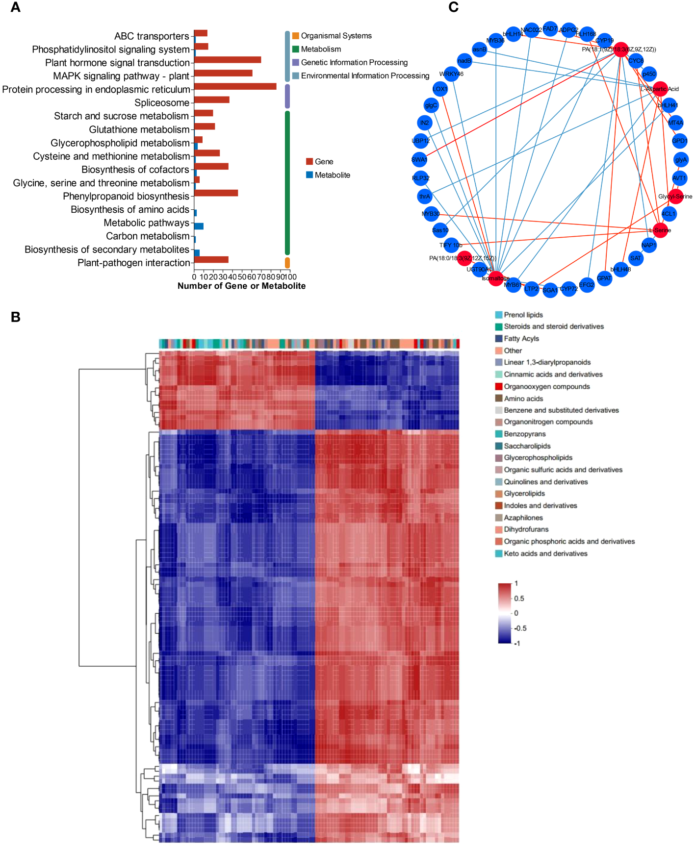 Metabolomic and transcriptomic analysis of L. lancifolium under 0 and 2.0 mmol/L Se treatments. (A) KEGG pathway enrichment of DEGs and DEMs. (B) Clustered heatmap of DEGs and DEMs. (C) Interaction network of DEGs and DEMs involved in glycerophospholipid, amino acid and soluble sugar biosynthesis in L. lancifolium based on Pearson correlation analysis. The blue circles represent the DEGs, and the red circles represent the DEMs. The blue straight line indicates a negative correlation, and the red straight line indicates a positive correlation.