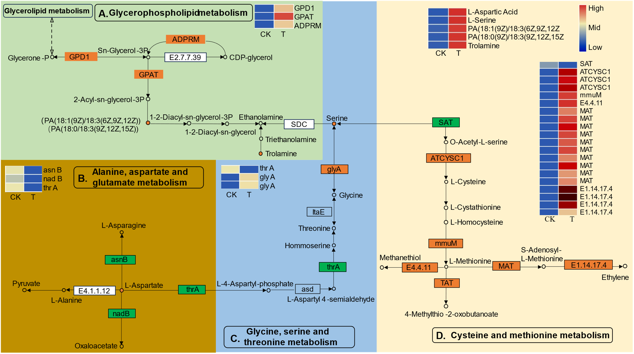 The differentially expressed genes (DEGs) and differentially expressed metabolites (DEMs) involved in the pathways of “glycerophospholipid metabolism (A)”, “alanine, aspartate and glutamate metabolism (B)”, “glycine, serine and threonine metabolism (C)”, and “cysteine and methionine metabolism (D)” in L. lancifolium responded to Se. The green box represents glycerophospholipid metabolism, the golden box represents alanine, aspartate and glutamate metabolism, the blue box represents glycine, serine and threonine metabolism, and the yellow box represents cysteine and methionine metabolism. The circles denote the metabolites (orange represents upregulation). The rectangles denote the genes (orange represents upregulation; green represents downregulation).