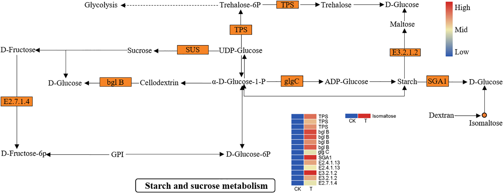 DEGs and DEMs involved in “starch and sucrose metabolism” in L. lancifolium in response to Se. The circles denote the metabolites (orange represents upregulation). The rectangles denote the genes (orange represents upregulation; green represents downregulation).