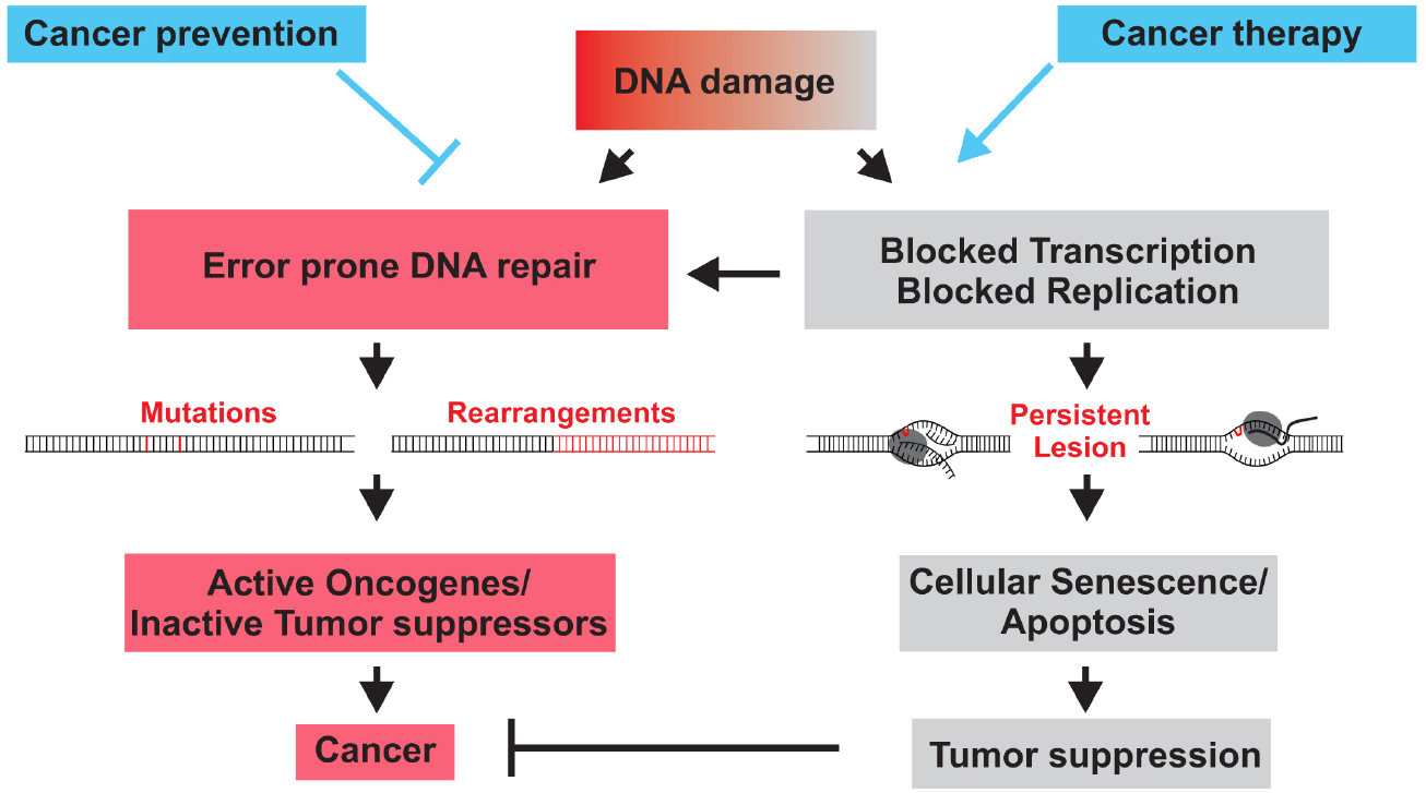 cancer genetic defect