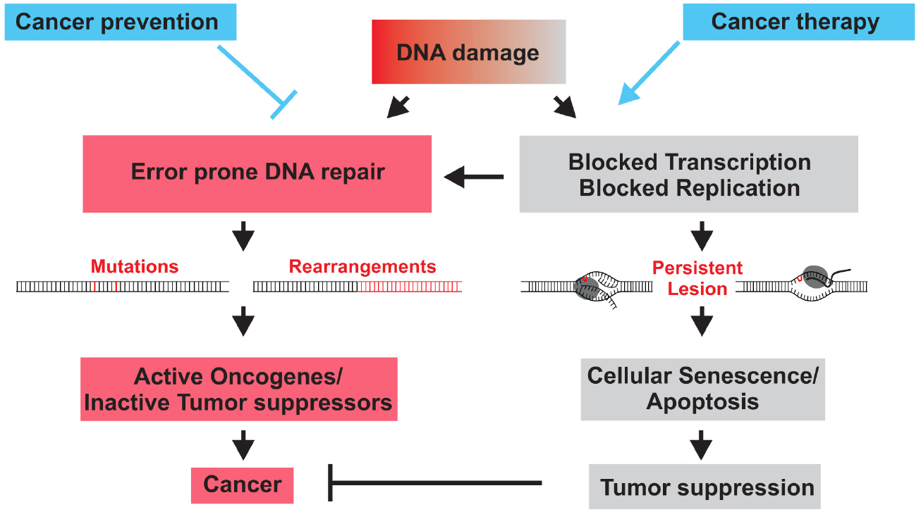 Dna damage and repair mechanism Dna damage and repair mechanism