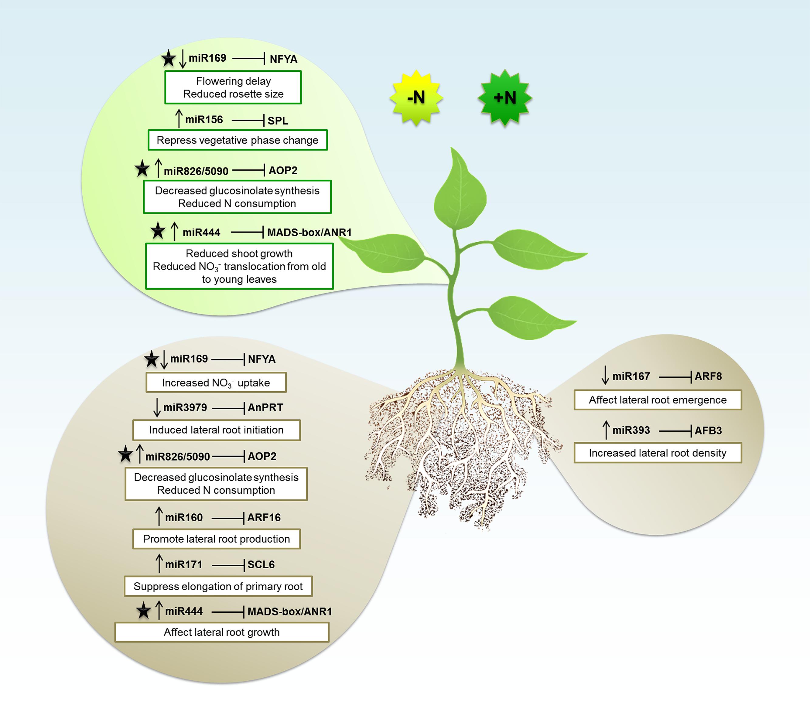 Frontiers | NPK macronutrients and microRNA