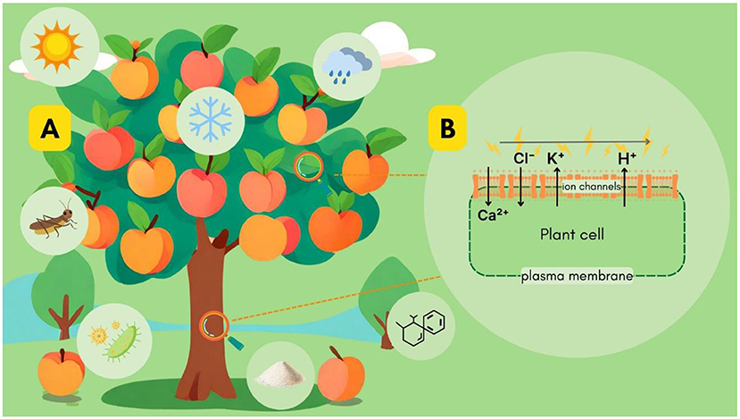 Figure 1 - The influence of the environment on the generation of a plant’s electrical signals.