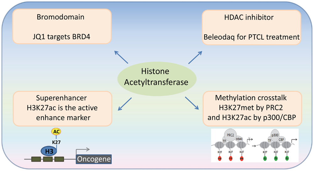 Frontiers | The Role of Histone Acetyltransferases in Normal and ...