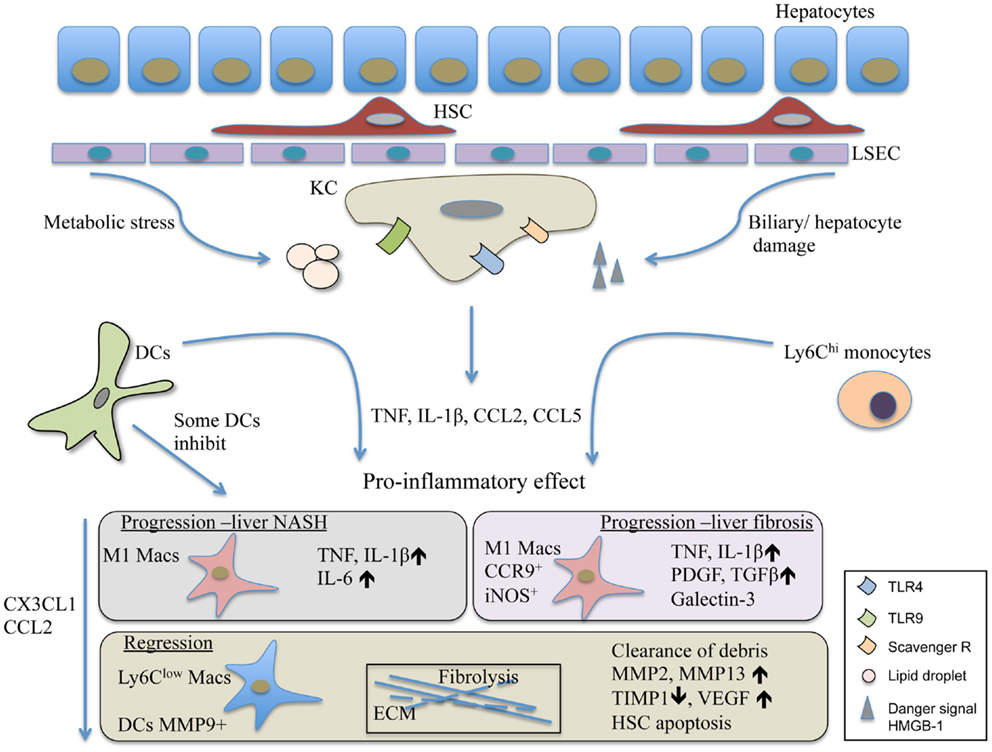 Frontiers | The Complex Myeloid Network of the Liver with Diverse ...