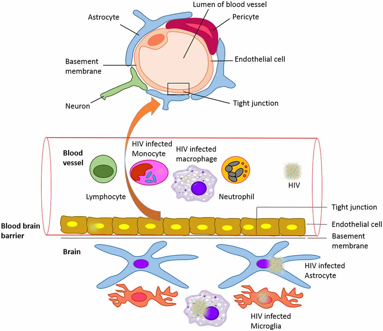 Diagram Blood Brain Barrier Image collections - How To 