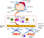 Frontiers | Effect of human immunodeficiency virus on blood-brain ...