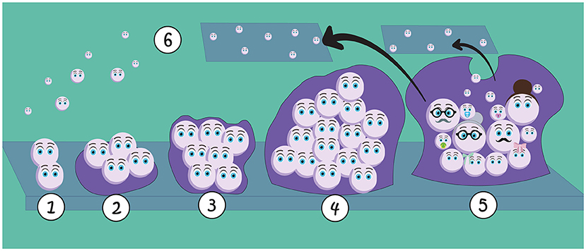 Figure 2 - Biofilms form through several steps: (1) the first fungal cells stick to a surface and to each other; (2) cells begin to produce the matrix that helps them stick to the surface; (3) the matrix starts protecting fungal cells; (4) new cells join the biofilm, which becomes a larger community; (5) the biofilm keeps growing, with more cells specialized with different functions.