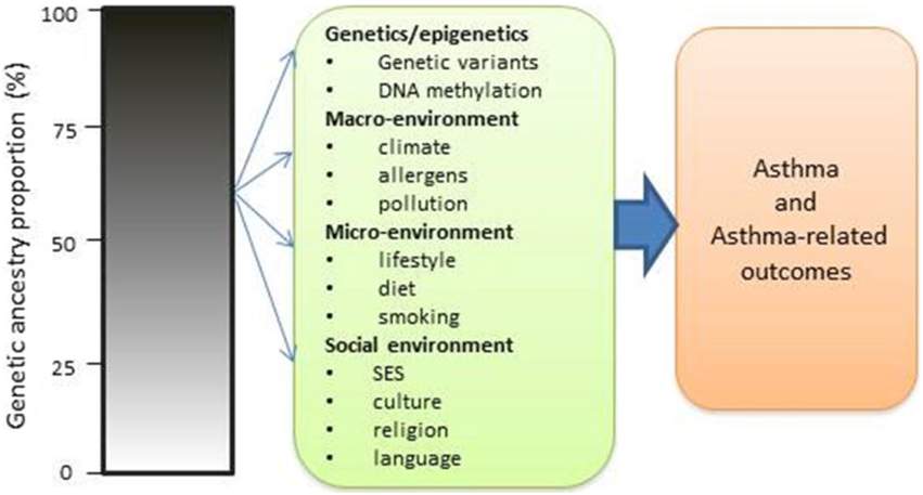 Asthma Pedigree Chart