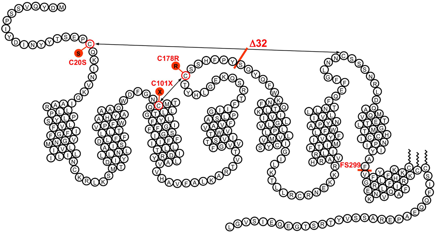 fimmu-06-00295-g001.jpg