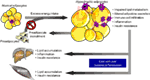 www.frontiersin.org