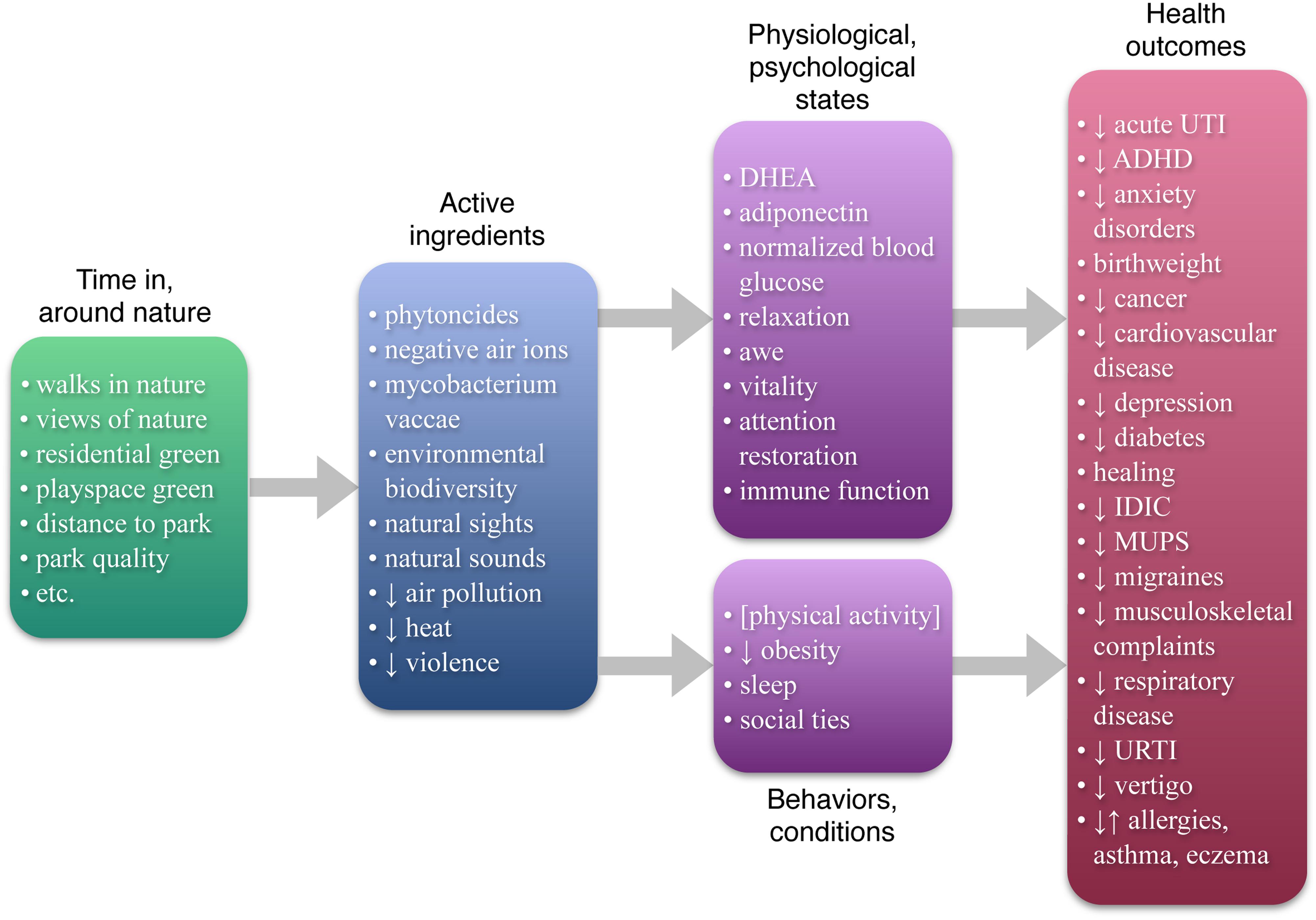 Frontiers How might contact with nature promote human health? Promising mechanisms a possible pathway |