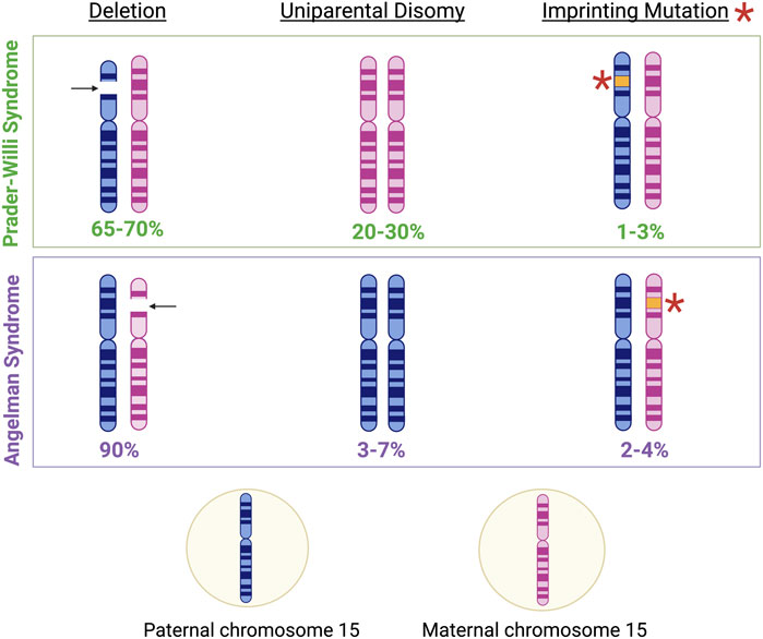Frontiers | Modifiers and Readers of DNA Modifications and Their Impact on  Genome Structure, Expression, and Stability in Disease
