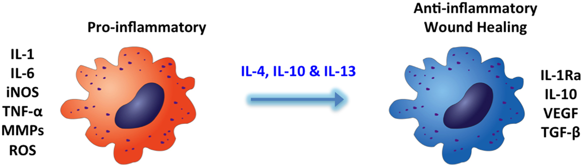 www.frontiersin.org
