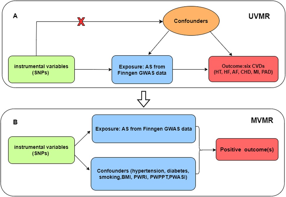 Two schematic diagrams labeled A and B. Diagram A represents UVMR, showing instrumental variables (SNPs) leading to exposure (AS from FinnGen GWAS data) and affecting confounders. Confounders and exposure influence the outcome of six CVDs: HT, HF, AF, CHD, MI, PAD. Diagram B represents MVMR, displaying instrumental variables affecting exposure and confounders. Exposure and confounders lead to positive outcomes.