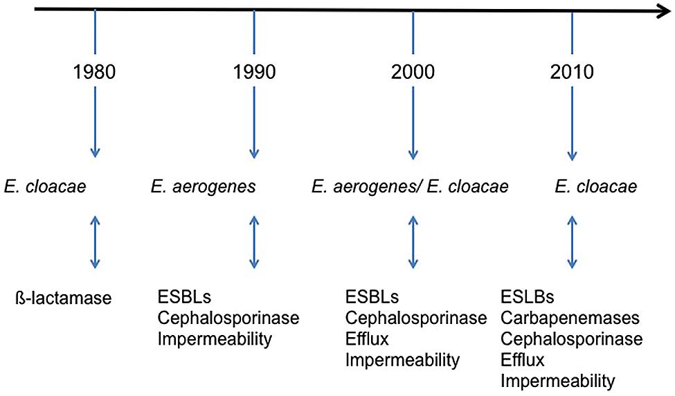 Enterobacter Cloacae Complex In Stool