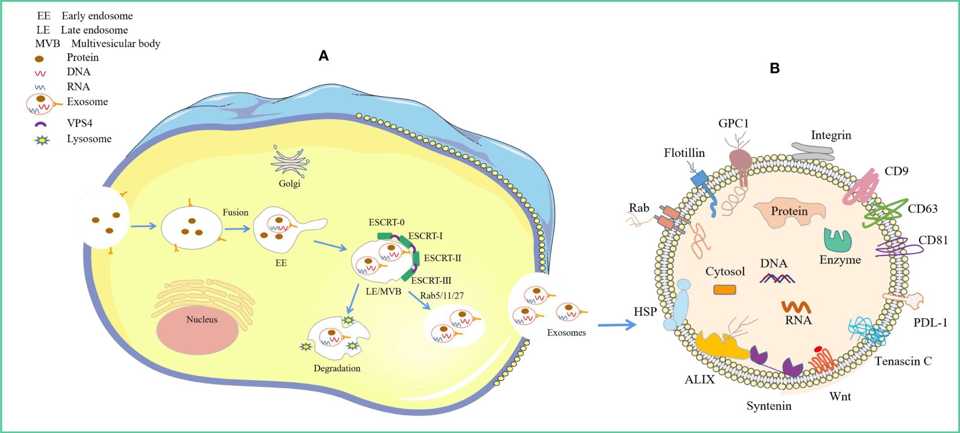 Frontiers | The role of exosomal molecular cargo in exosome biogenesis and disease diagnosis Frontiers | The role of exosomal molecular cargo in exosome biogenesis and disease diagnosis