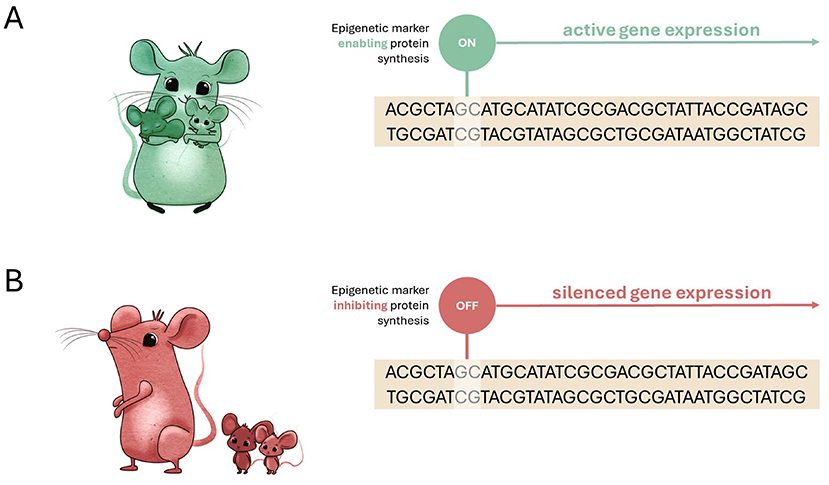Figure 1 - Variations in caregiving behaviors in rats can change the epigenetic markers in their offsprings’ DNA.
