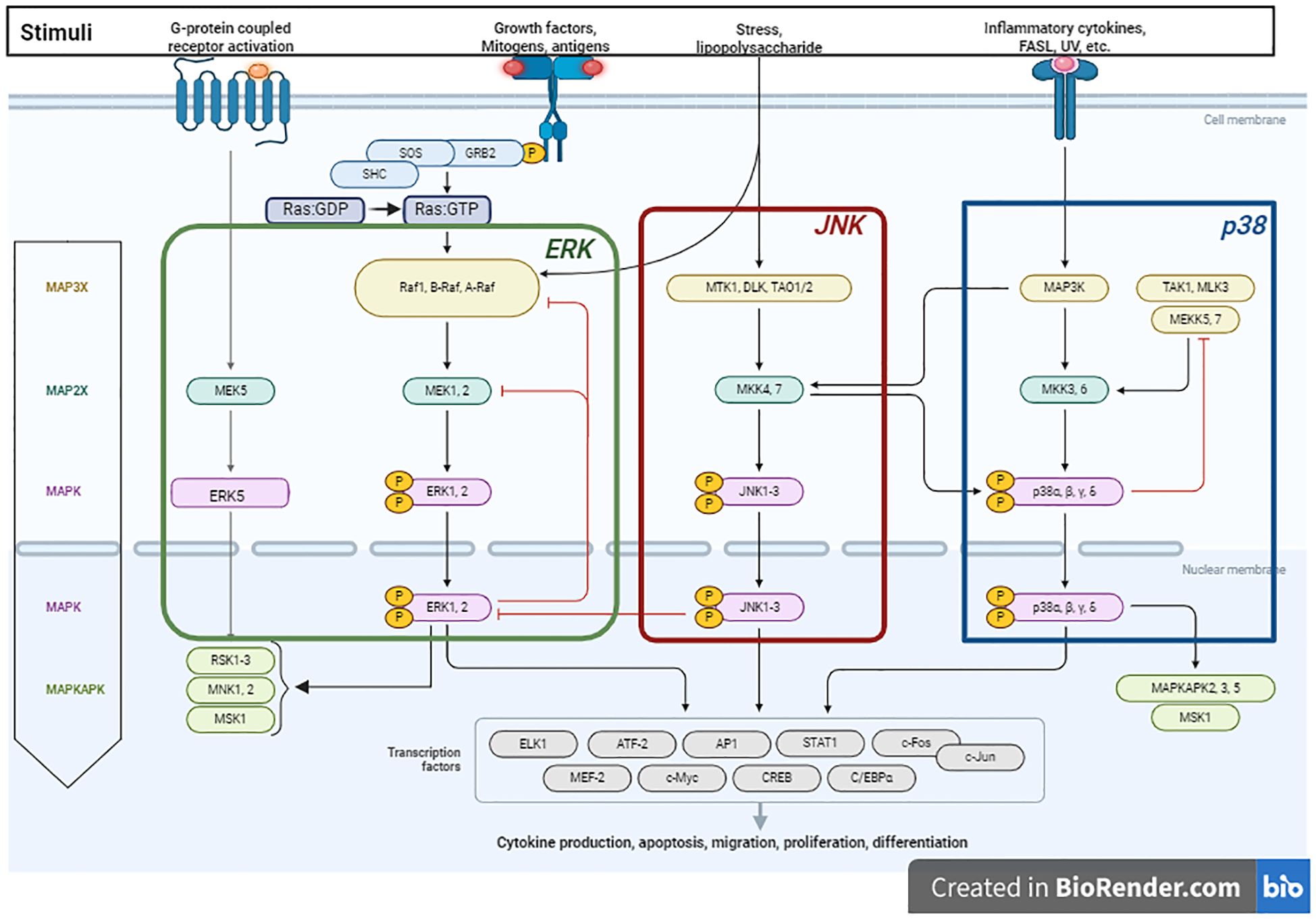 Diagram illustrating the MAPK signaling pathways activated by various stimuli such as growth factors and stress. It includes pathways for ERK, JNK, and p38, detailing cascade components like MEK, MAP3K, and downstream transcription factors, involved in cellular processes such as cytokine production and differentiation.