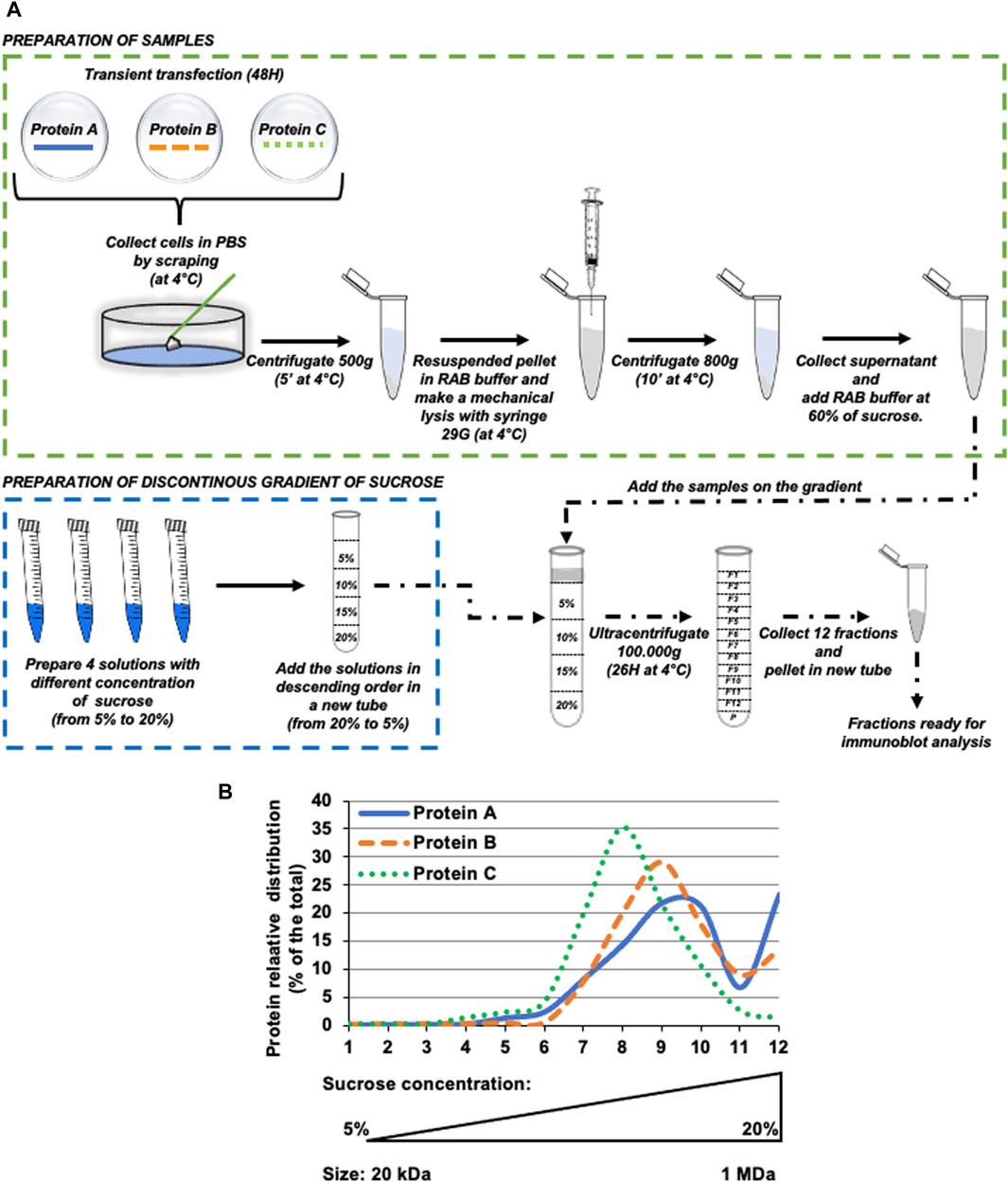 Frontiers | A method for the analysis of the oligomerization