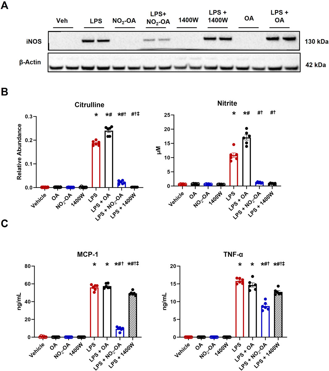 (A) Western blot analysis showcasing iNOS and β-actin protein expressions across various treatments; lanes include Vehicle, LPS, NO₂-OA, and combinations. (B) Bar graphs representing Citrulline and Nitrite levels, highlighting increases under LPS and LPS combined treatments. (C) Bar graphs showing MCP-1 and TNF-α concentrations, with significant rises in LPS-related conditions. Data points and error bars indicate variability across samples.